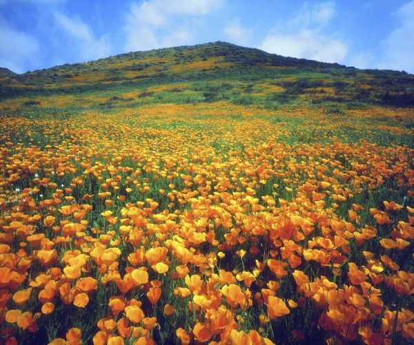 CA, Lake Elsinore California poppies on a hill